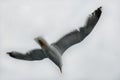 Alone seagull in a freedom fly Royalty Free Stock Photo