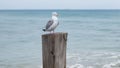 A Seagull on wooden poll