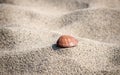 Single seashell lying on the waves of sand - nature background Royalty Free Stock Photo