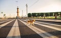 Alone Shiba Inu dog crossing road in city Royalty Free Stock Photo
