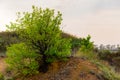 Alone or single one tree on the mountain hill cliff Royalty Free Stock Photo