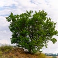 Alone or single one tree on the mountain hill cliff Royalty Free Stock Photo