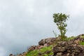 Alone or single one tree on the mountain hill cliff in the forest at evening time. Royalty Free Stock Photo