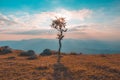 Alone or single one tree on the mountain hill cliff in the forest at sunset or evening time. Royalty Free Stock Photo