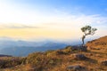 Alone or single one tree on the mountain hill cliff in the forest at sunset or evening time. Royalty Free Stock Photo