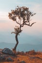 Alone or single one tree on the mountain hill cliff in the forest at sunset or evening time. Royalty Free Stock Photo