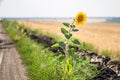 Alone single sunflower on the edge of rural dirt road Royalty Free Stock Photo