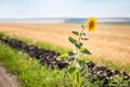 Alone single sunflower on the edge of rural dirt road Royalty Free Stock Photo