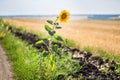 Alone single sunflower on the edge of rural dirt road Royalty Free Stock Photo