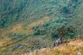 Alone small tree on the rock of hill or mountain at the forest. Royalty Free Stock Photo