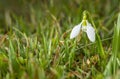 Alone snowdrop and drops of dew on the meadow