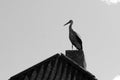 Alone stork on roof