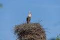 Alone stork standing in the big nest
