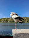 Alone stork stands on pedestal against backdrop of blue sky and river. Beautiful bird arched its neck. Close-up.