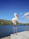 Alone stork stands on pedestal against backdrop of blue sky and river. Curious bird looks into frame. Close-up