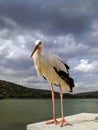 Alone stork stands on pedestal against backdrop of stormy sky and river. Curious bird looks into frame. Close-up. Royalty Free Stock Photo