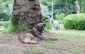 Alone stray dog live in park. Royalty Free Stock Photo