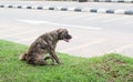 Alone stray dog live in park. Royalty Free Stock Photo