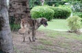 Alone stray dog live in park. Royalty Free Stock Photo