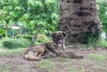 Alone stray dog live in park. Royalty Free Stock Photo