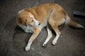 Alone street dog Royalty Free Stock Photo