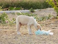 Alone street puppy Dog  eating something animals photo Royalty Free Stock Photo