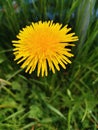 Alone summer yellow flower in grass Royalty Free Stock Photo