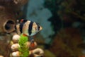 Alone Tiger barb freshwater fish in aquarium Royalty Free Stock Photo