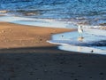 Alone top view Seagulls stand on mud at seaside