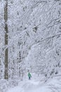 Spruce and beech forest on a foggy winter day in the Silesian Beskids, Poland