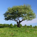 Alone tree Royalty Free Stock Photo