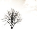 Alone tree Royalty Free Stock Photo