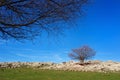 Alone tree Royalty Free Stock Photo