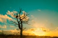 Alone tree against cold sunset sky