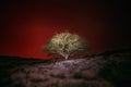 Alone Tree Against Night Red Sky Royalty Free Stock Photo