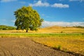 Alone tree on autumn field under clear blue sky Royalty Free Stock Photo