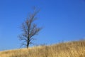 Alone Tree on autumn meadow Royalty Free Stock Photo