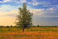 Alone tree on autumn meadow Royalty Free Stock Photo
