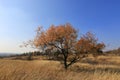 Alone tree on autumn meadow Royalty Free Stock Photo