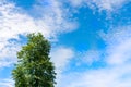 A alone tree backing by scattered cloud blue sky Royalty Free Stock Photo