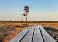 Alone tree in a bog Royalty Free Stock Photo