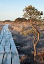 Alone tree in a bog Royalty Free Stock Photo