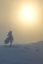 Alone tree in Ciucas Mountains, Romania Royalty Free Stock Photo