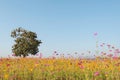 Alone tree and cosmos flower field on natural blue sky. A good d Royalty Free Stock Photo