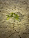 Alone tree on dry earth Royalty Free Stock Photo