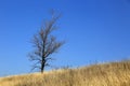 Alone tree on dry meadow Royalty Free Stock Photo