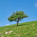 Alone tree on the empty green grass field. Lonely coniferous tree on the slope of green hill against blue sky. Royalty Free Stock Photo