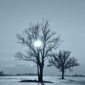 Alone tree in a field . Monocrome photography. Royalty Free Stock Photo