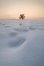 Alone tree in a field of snow at sunset, winter season Royalty Free Stock Photo