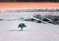 Alone tree in a field at sunset, winter season Royalty Free Stock Photo